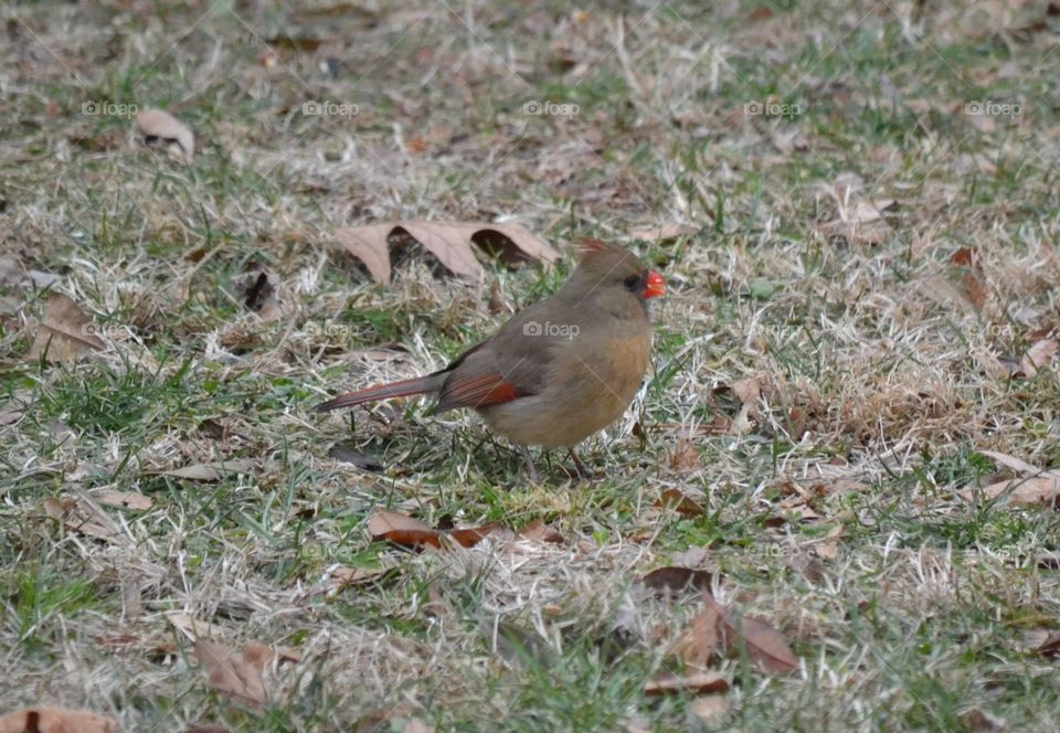 female cardinal
