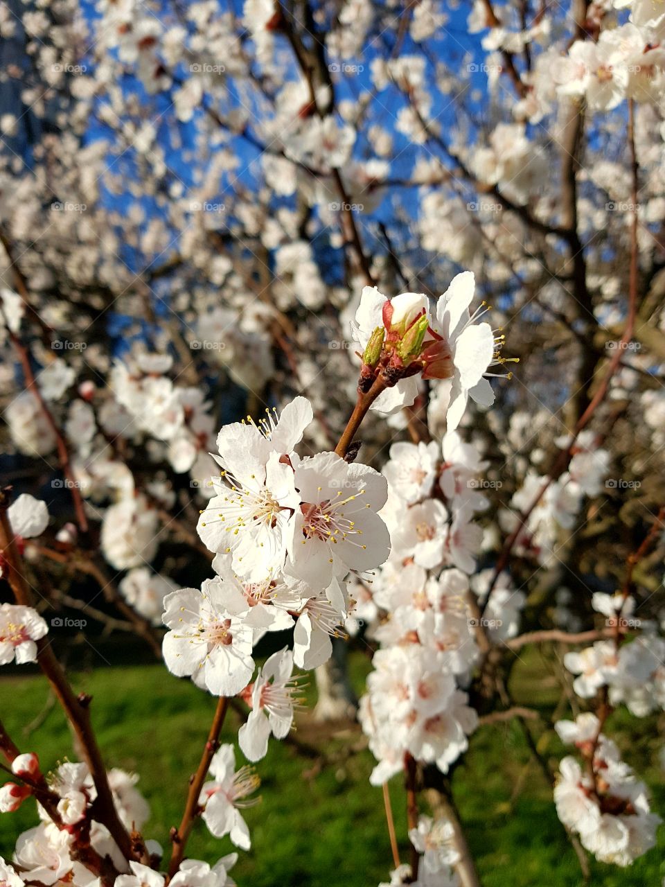 apricot flowers