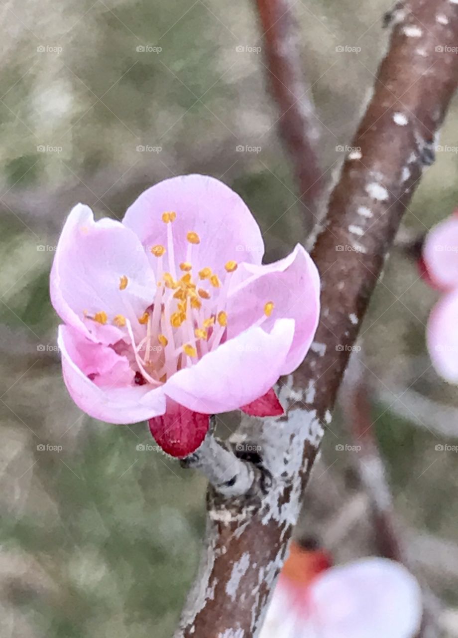 Who put the ape in apricot?