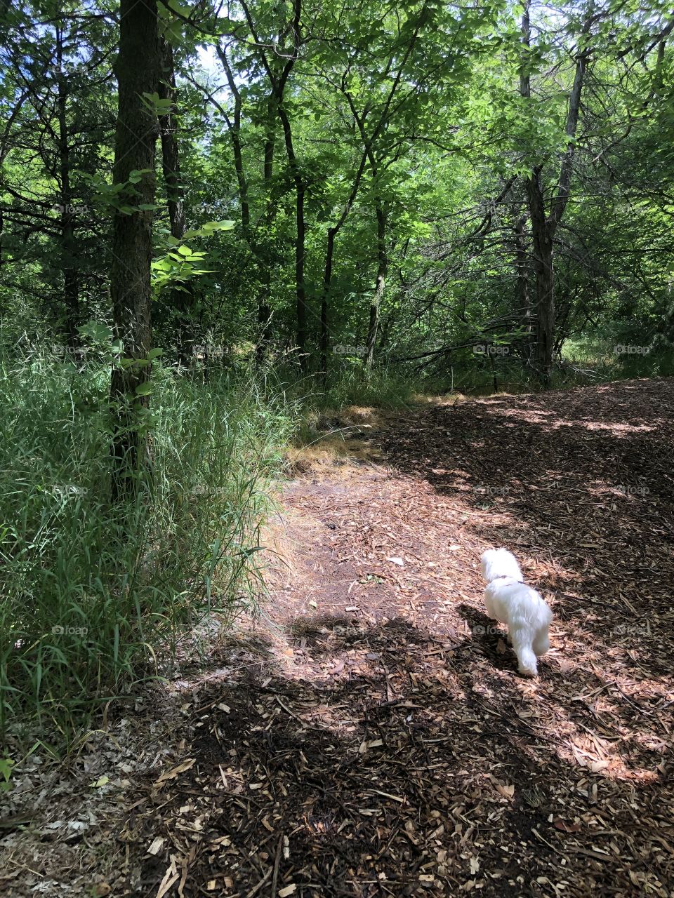 Loving nature. Magic forest 
