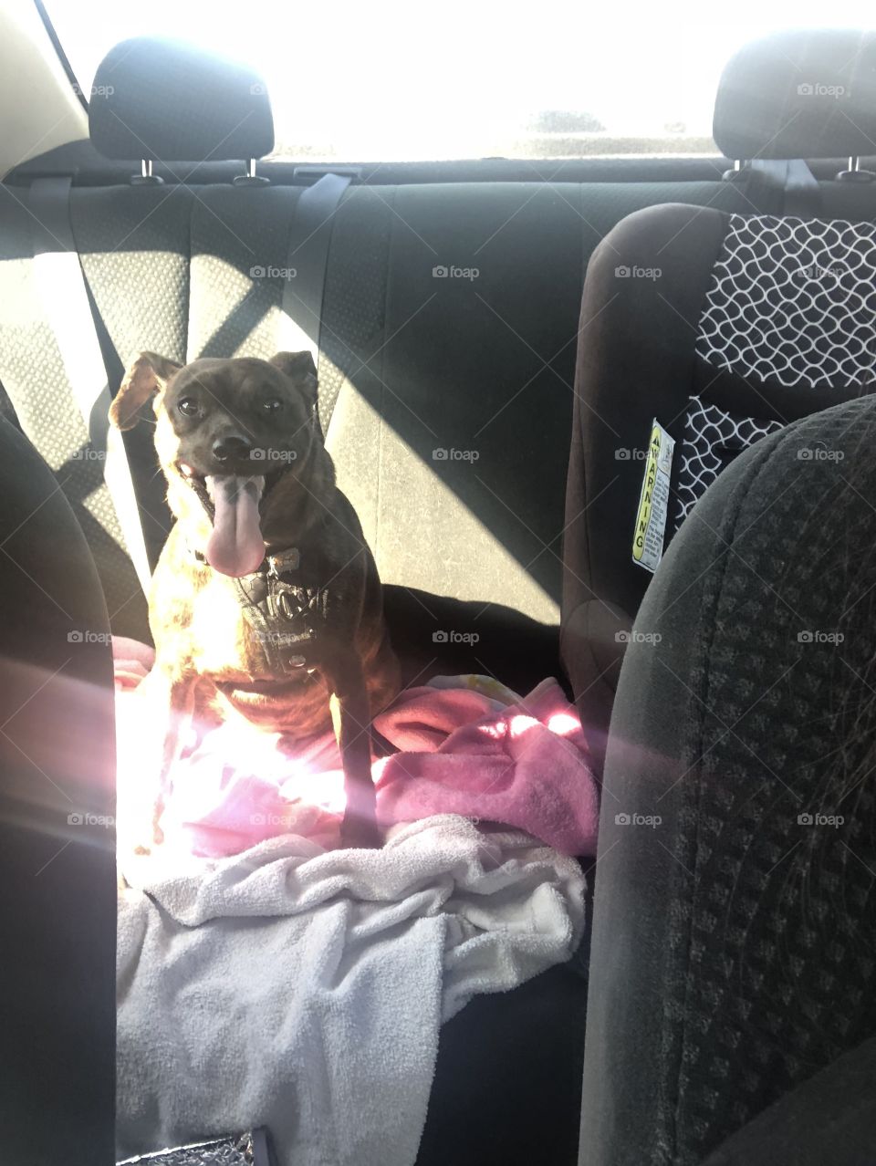 Dog car ride