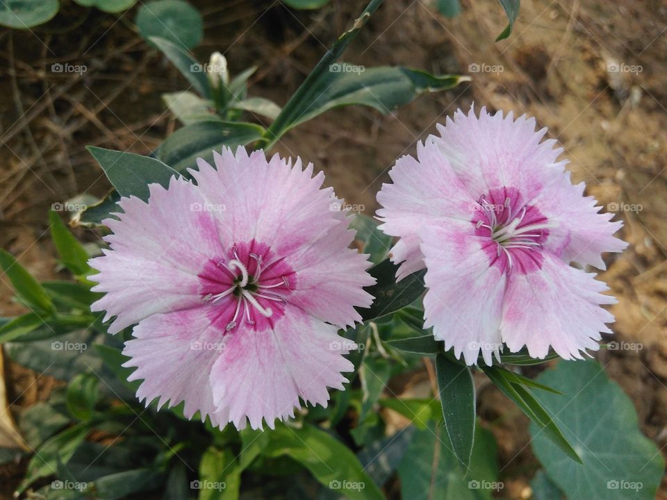 pink flowers