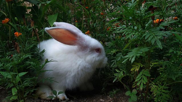 rabbit