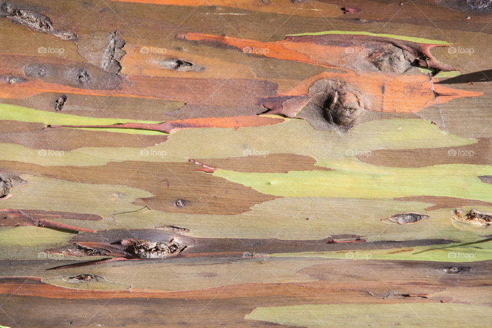 Rainbow eucalyptus bark