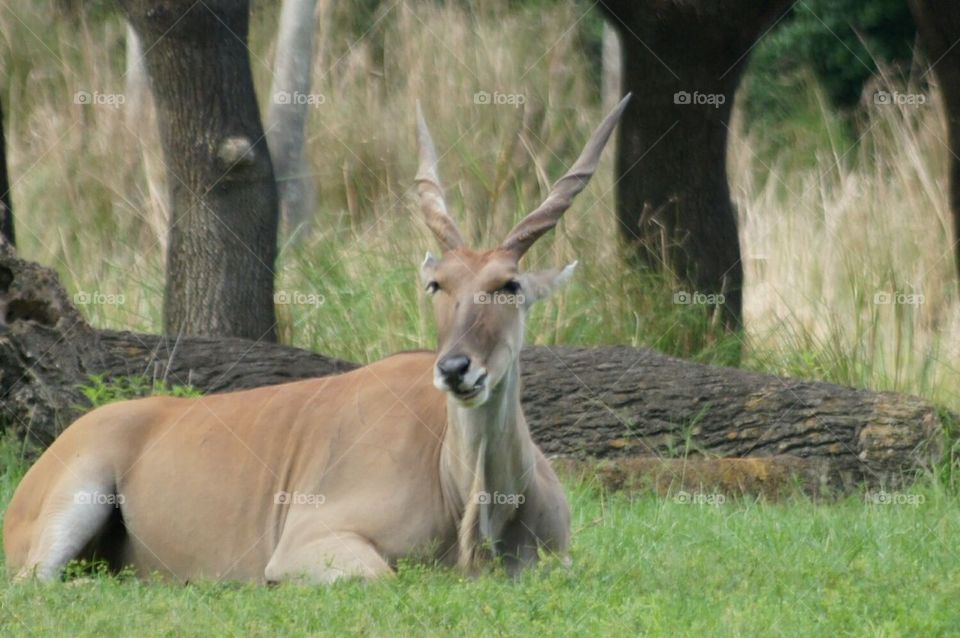 Patterson's Eland