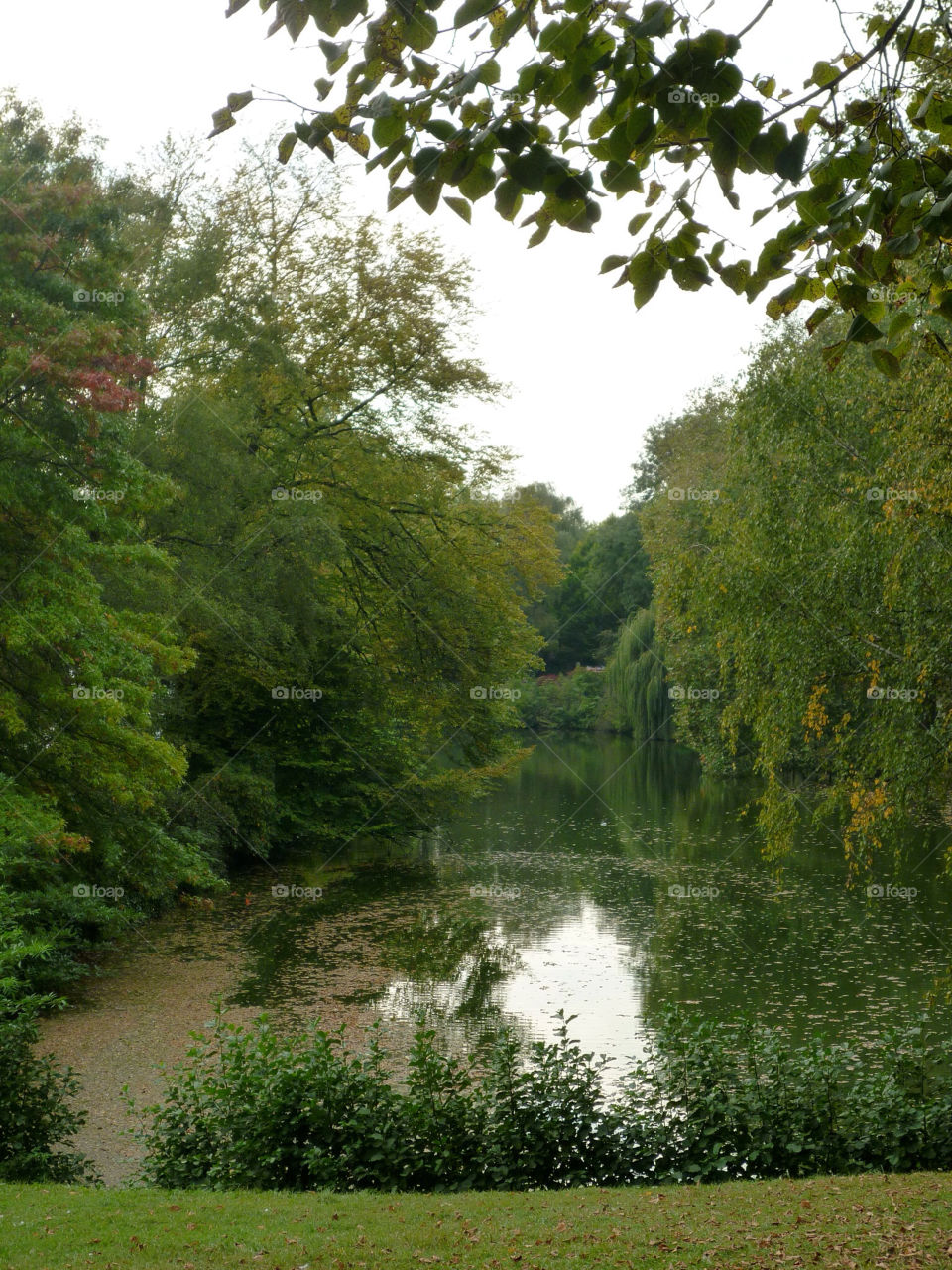 green plants trees leaves by kenglund