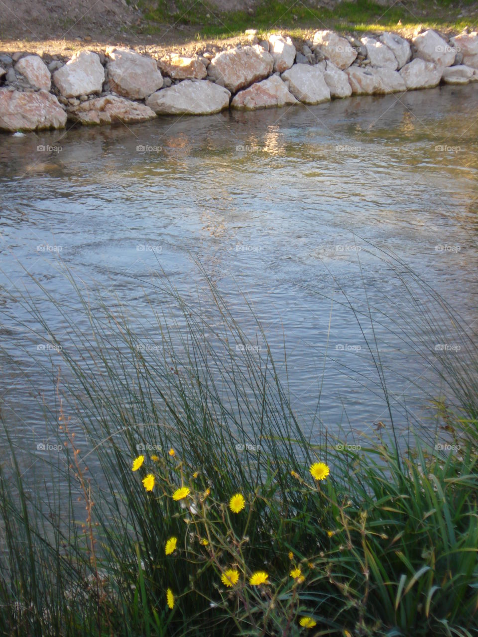 The Yellow Flowers by the River