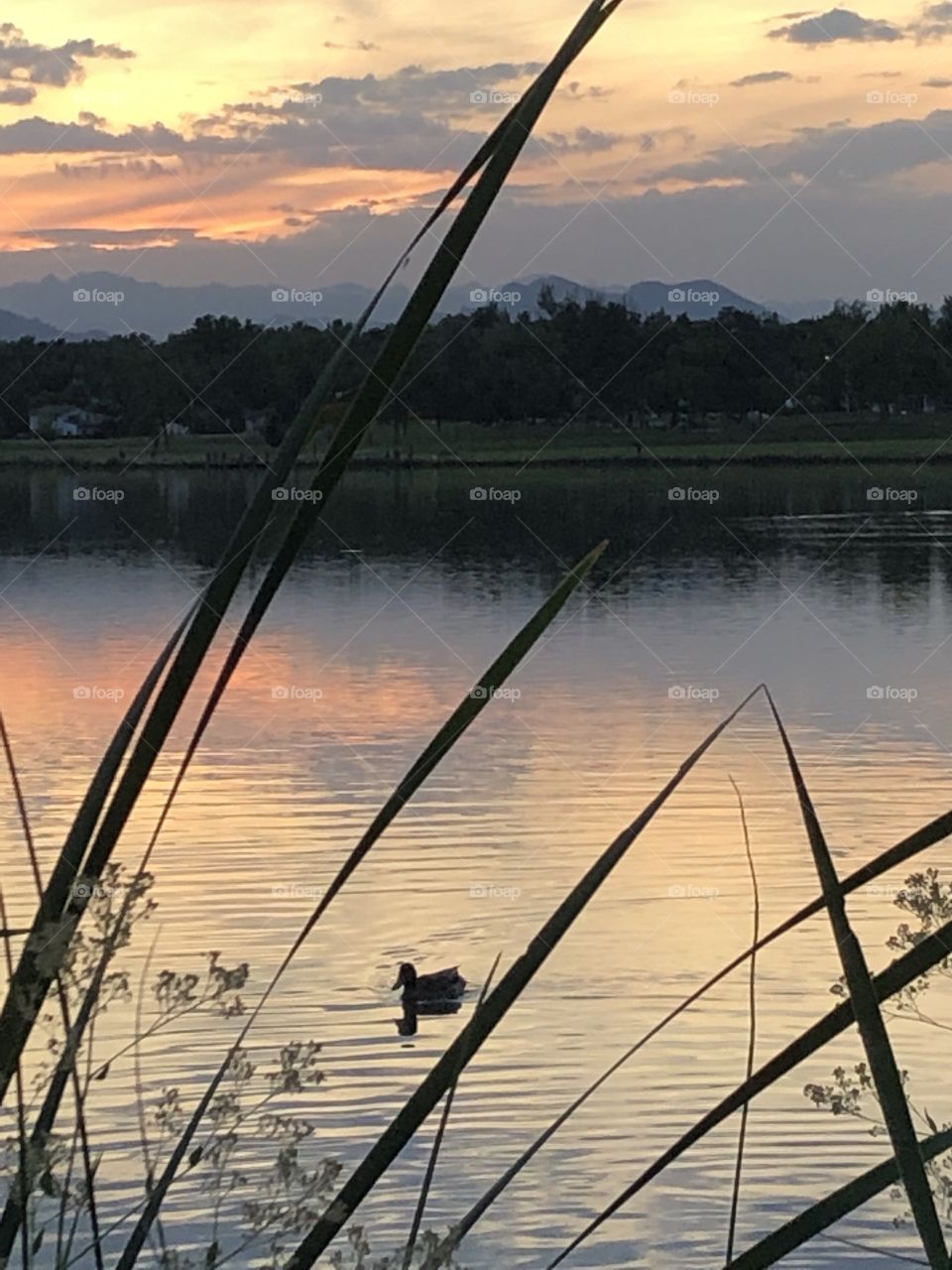 Duck swimming on Lake at sunset 