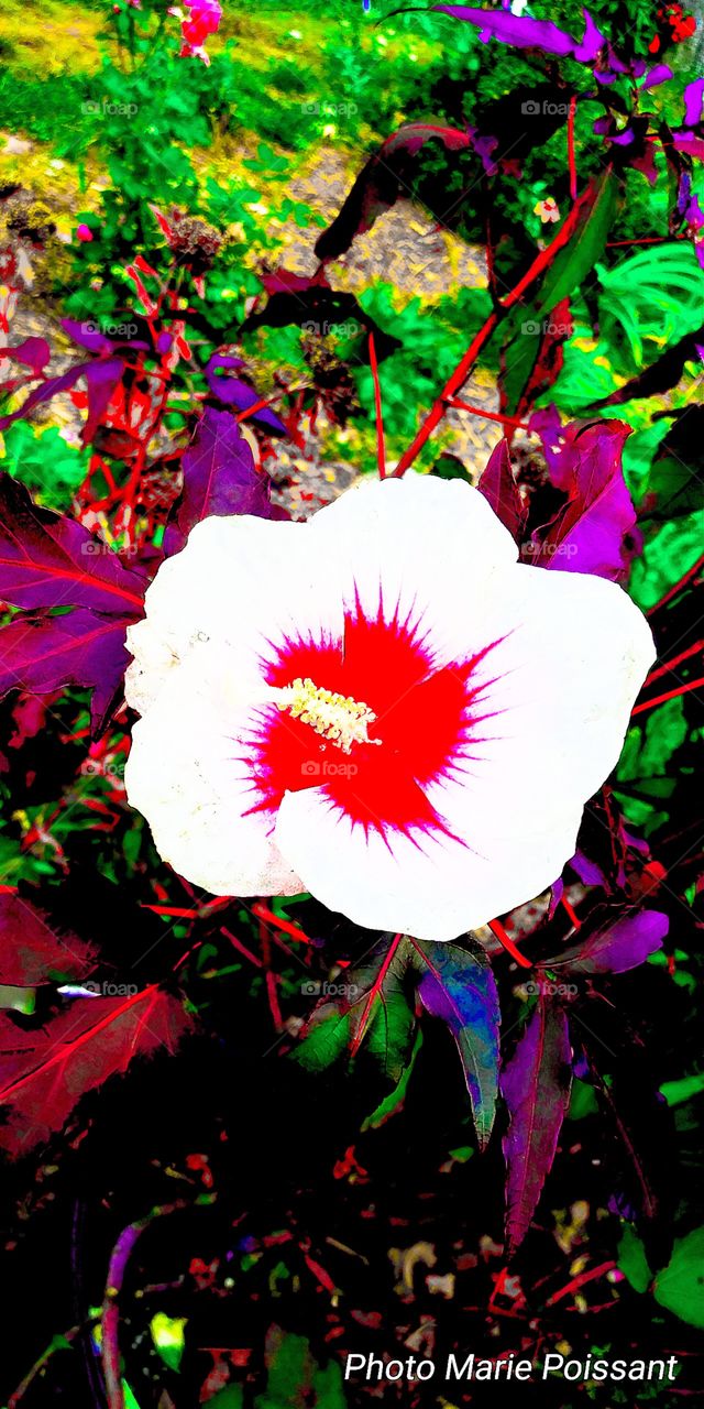 hibiscus in bloom