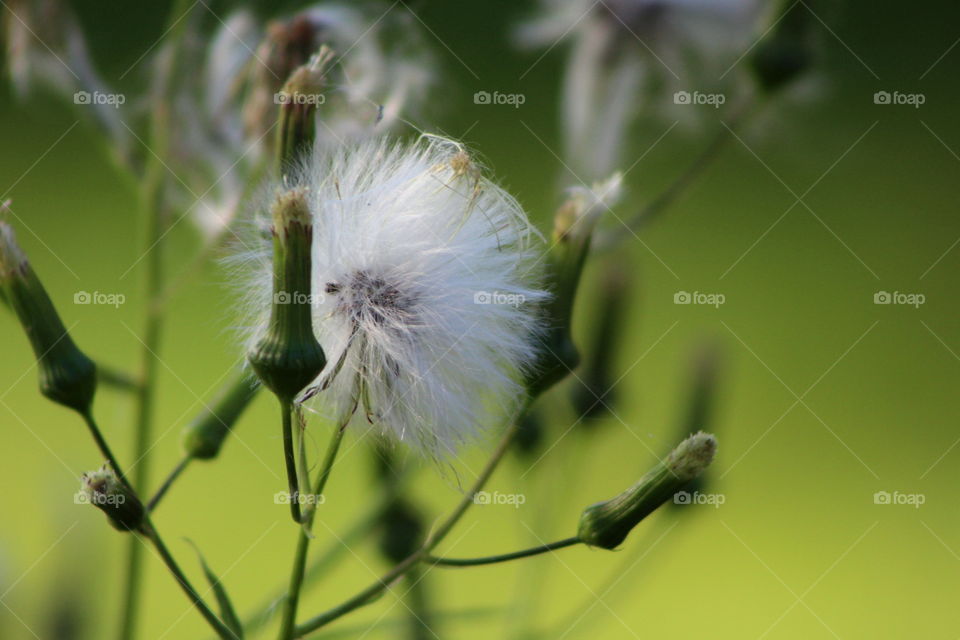 White, fluffy, puff of seeds from a flower with a green background.