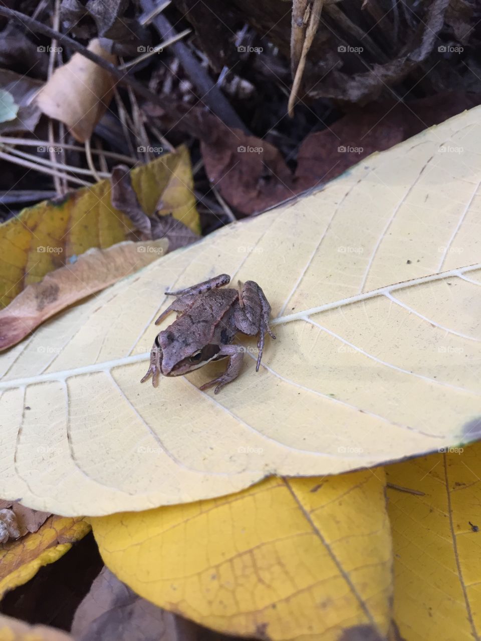 little frog in the autumn forest