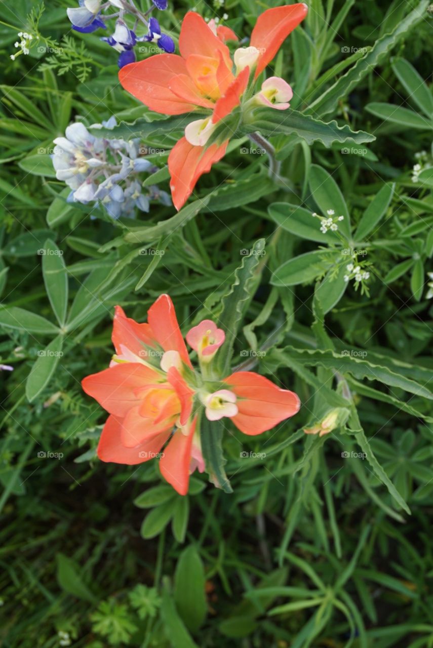 Indian Paintbrushes 