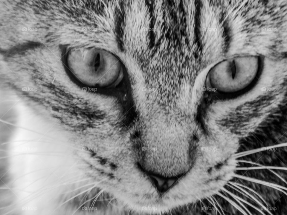 Cat, Portrait, Animal, Eye, Pet