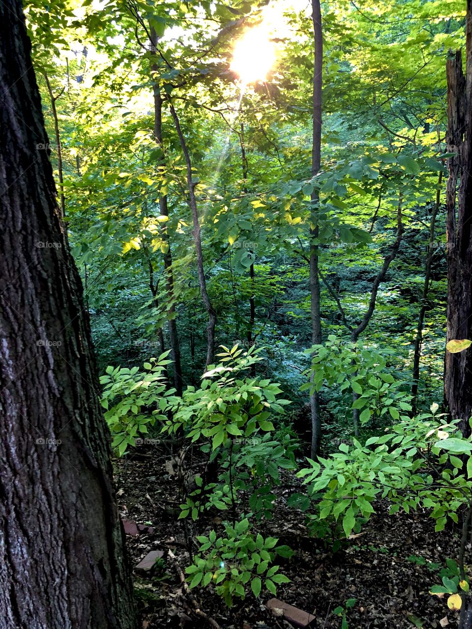 Sun Shining in the Woods