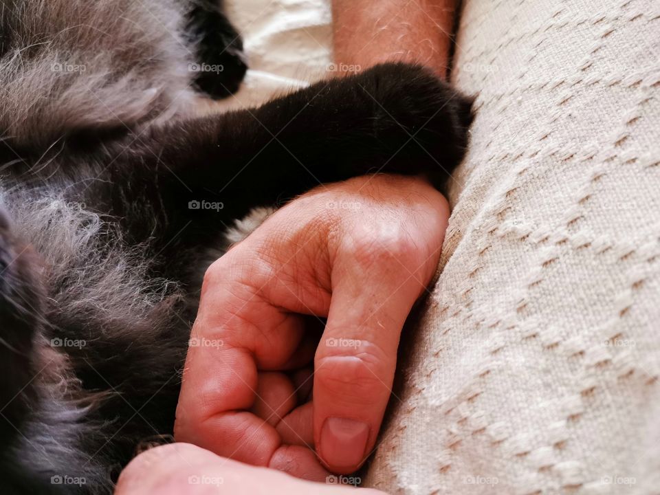 Cat holding it's owner's wrist. Cat paw and human hand. Concept of love, kindness and compassion between human and animal.