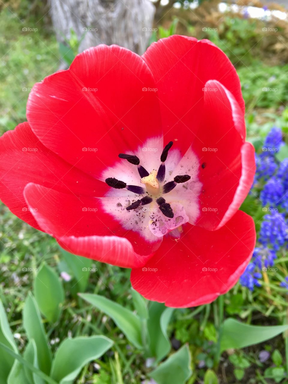 Red Tulip