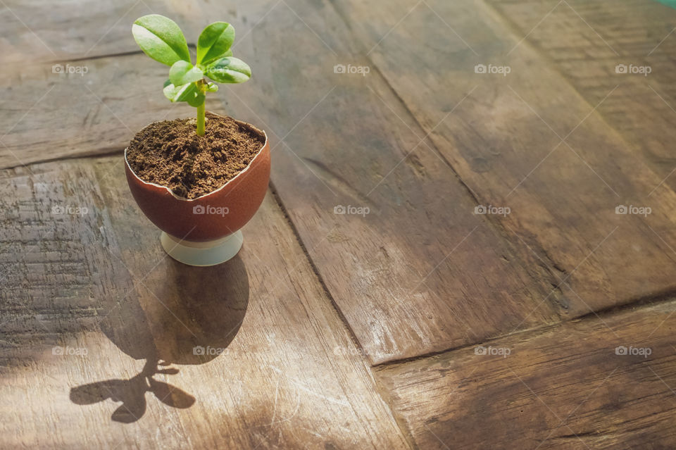 Plants grow in small pots of eggshell fragments on a wooden table