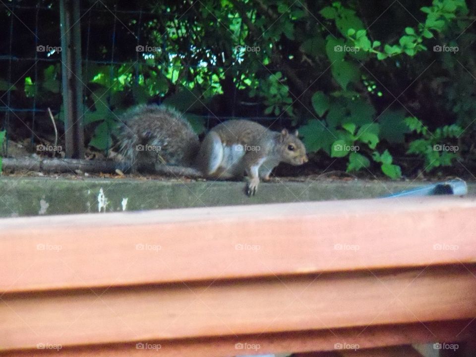 Red squirrel