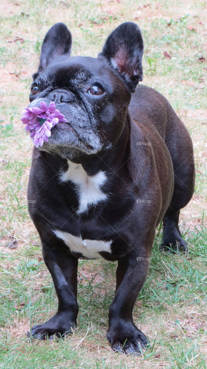 Portrait of a dog with flower