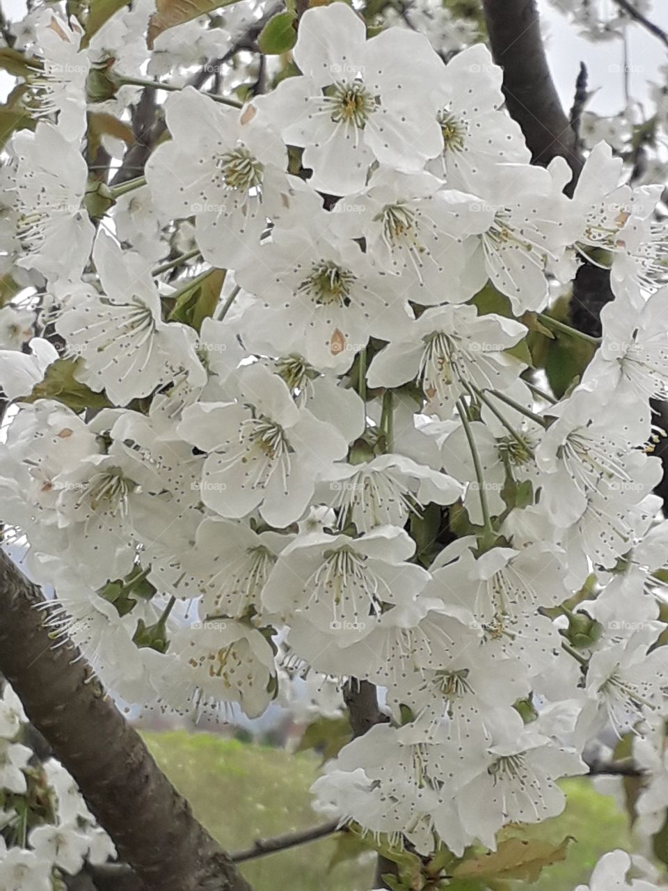 springtime in the country