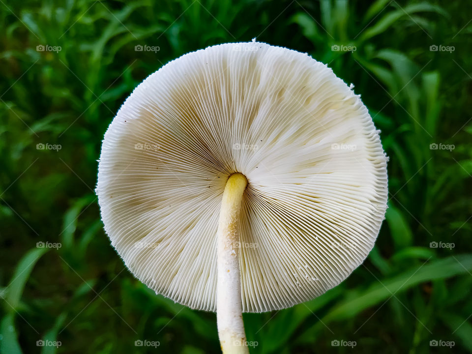 Psilocybe cubensis mushroom on green plant background