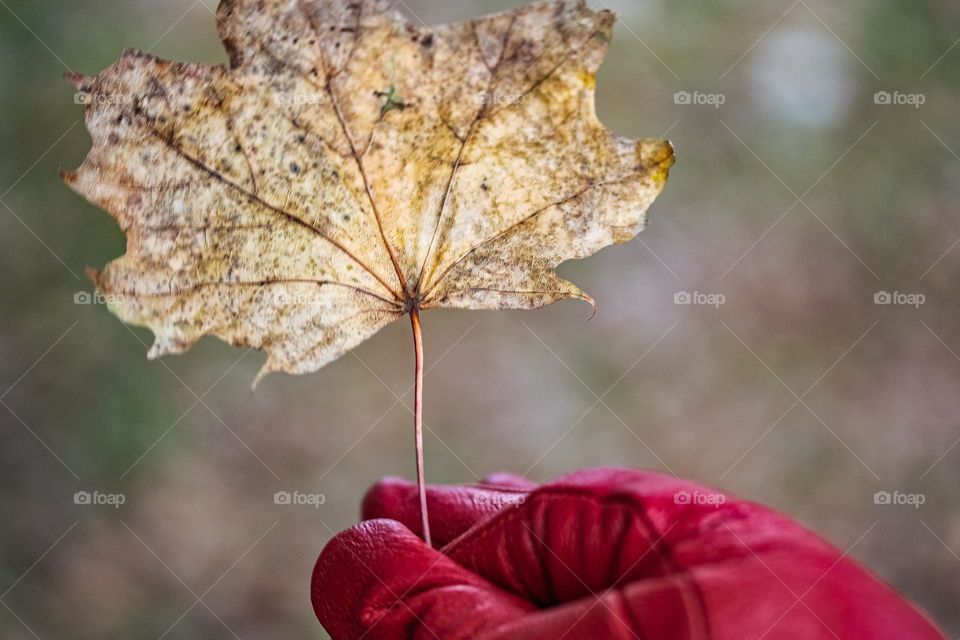 Brown leaf in hand