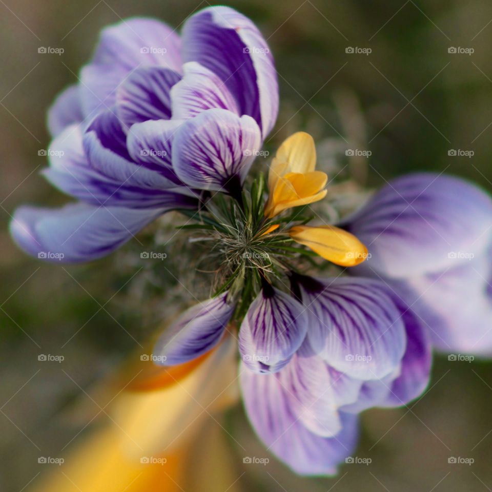 Crocus bloom