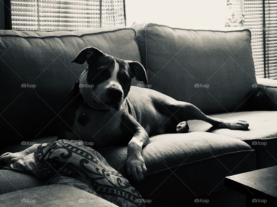 A happy dog relaxing on a couch in black and white in Florida 