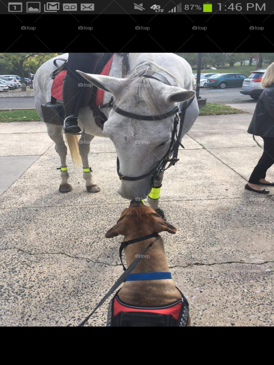 horse and puppy