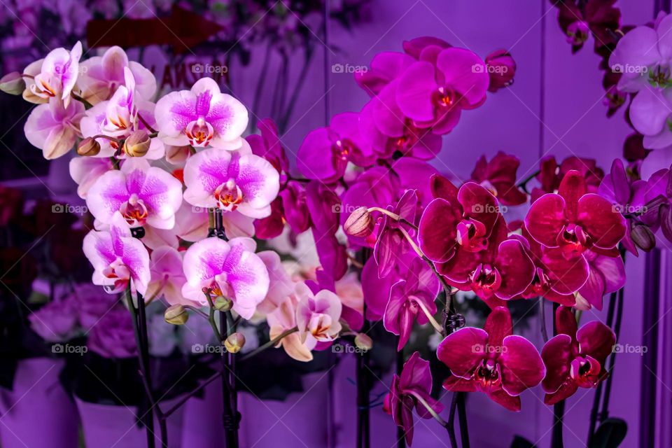 Orchids