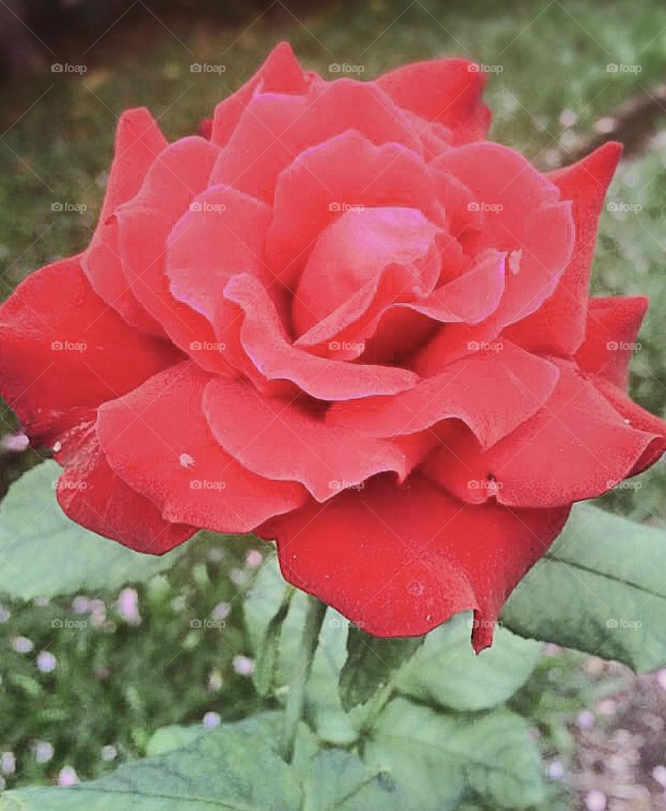 🌹 🇺🇸 Very beautiful flowers to brighten our day.  Live nature and its beauty. Did you like the delicate petals? / 🇧🇷 Flores muito bonitas para alegrar nosso dia. Viva a natureza e sua beleza. Gostaram das pétalas delicadas? 