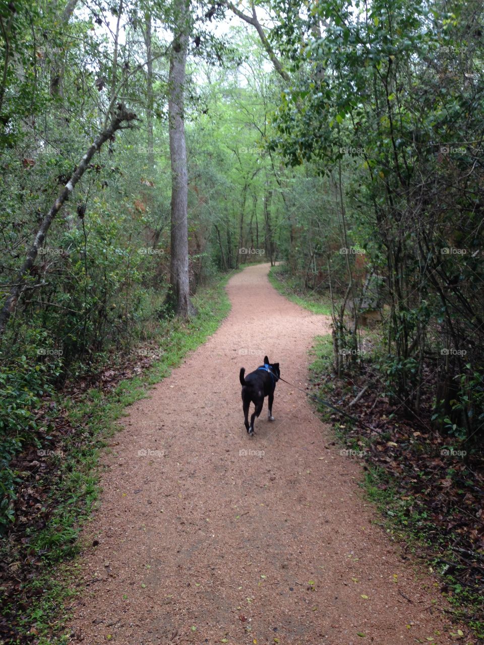 Black lab on a walk