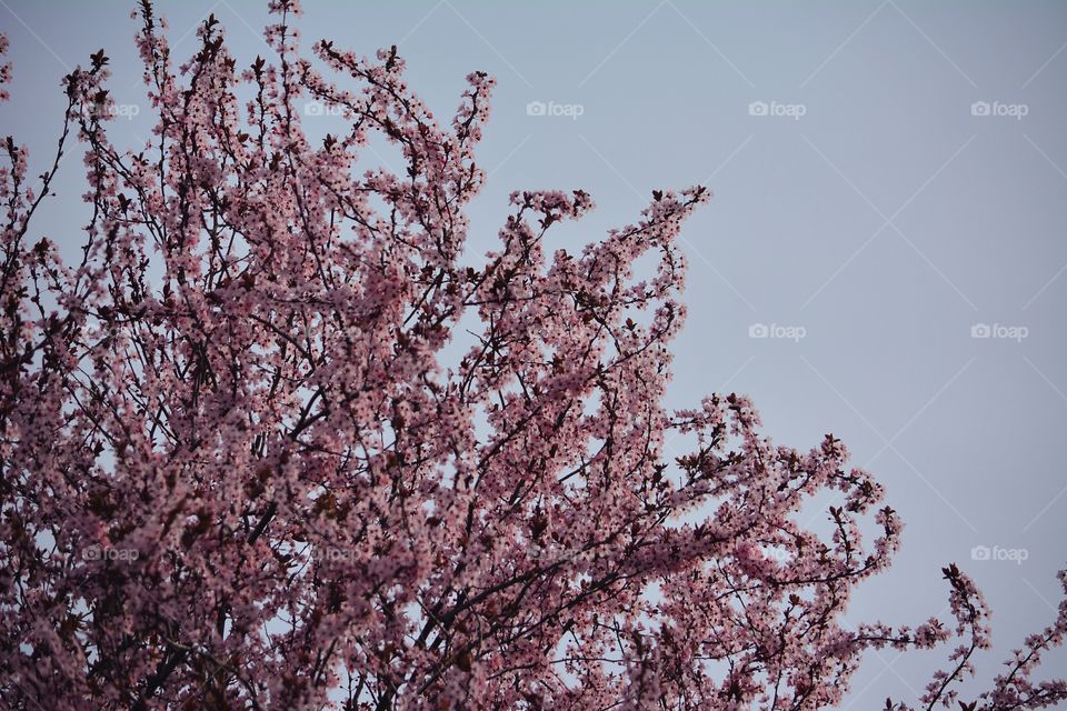 Tendrils. At the edge of the sky, more cherry blossoms.