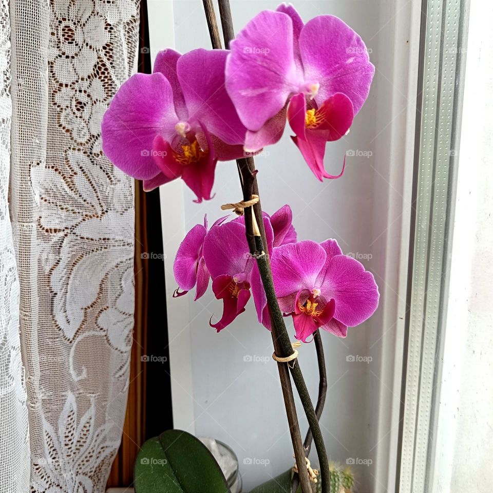 Blooming orchid
