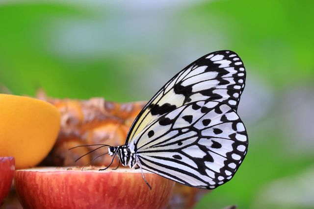 Beautiful and cute butterfly