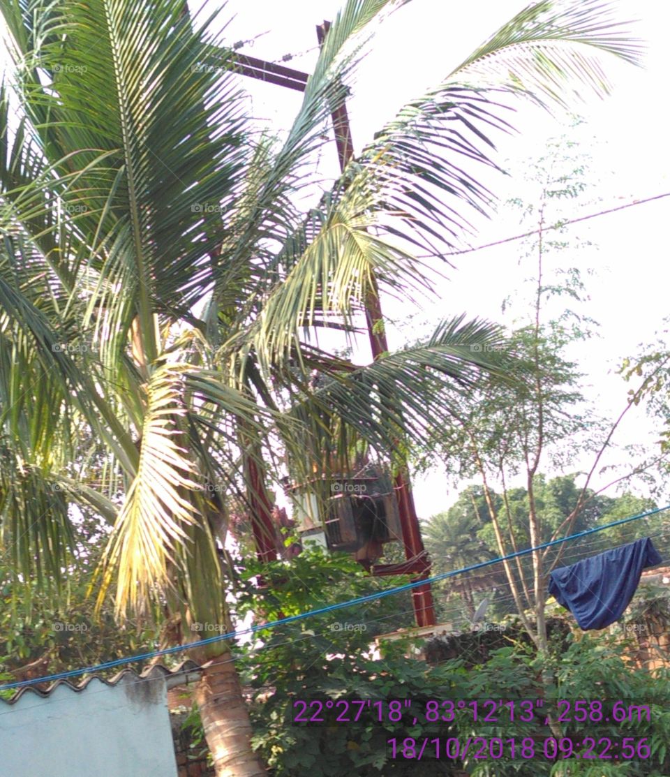 coconut tree is big beautiful gardens part.