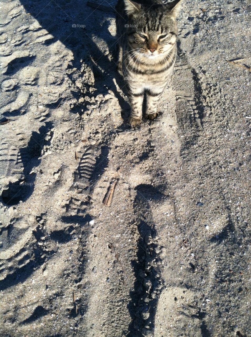 Beach cat