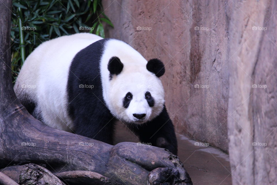 Close-up of giant panda