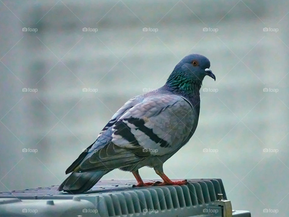 Bird photography - Dove  - Early morning