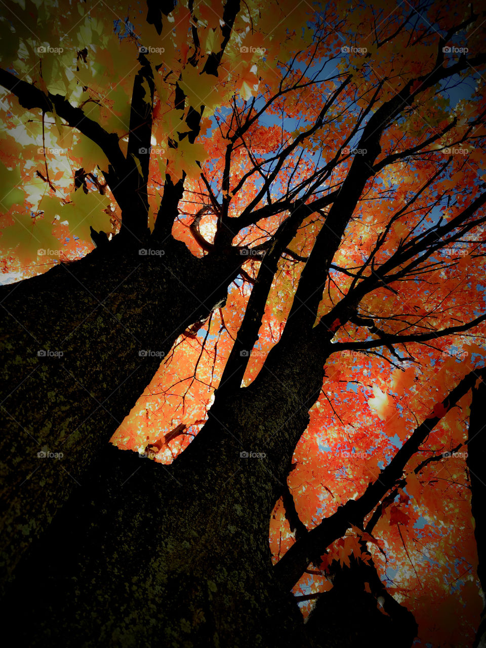 Dramatic Fall Canopy