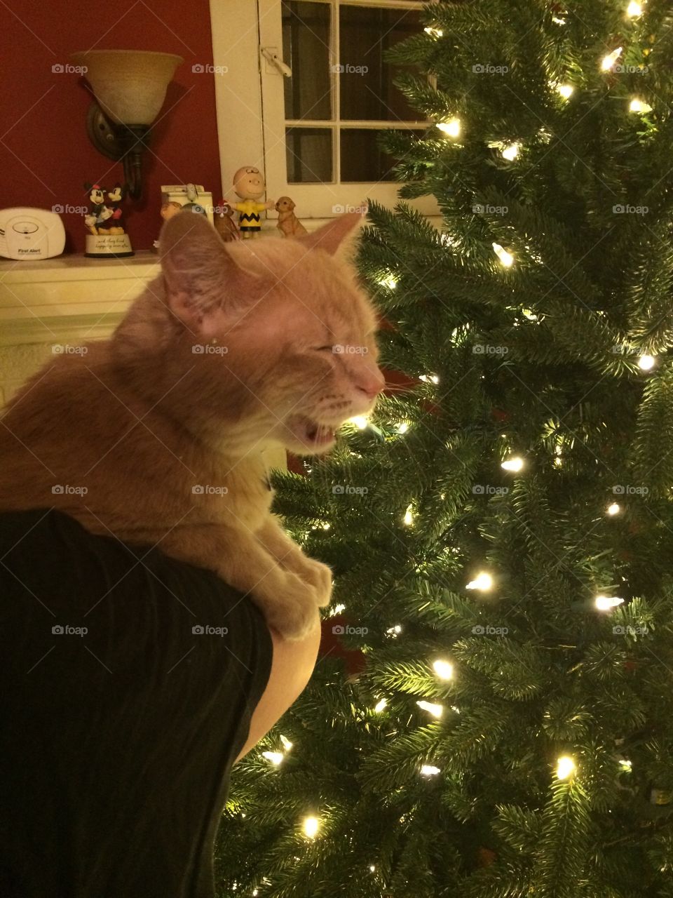 Talking to the Christmas tree
