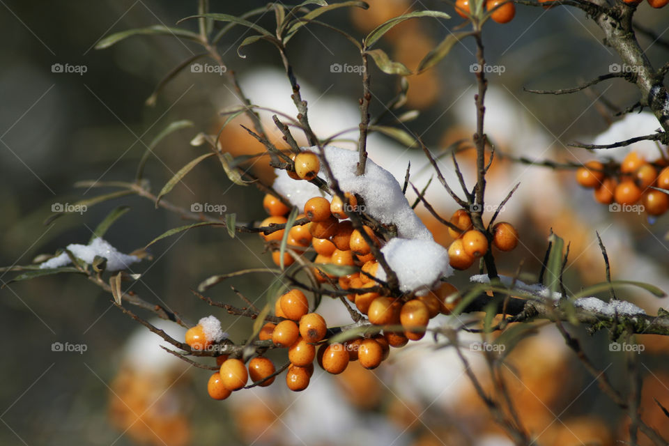 Buckthorn berries in the snow