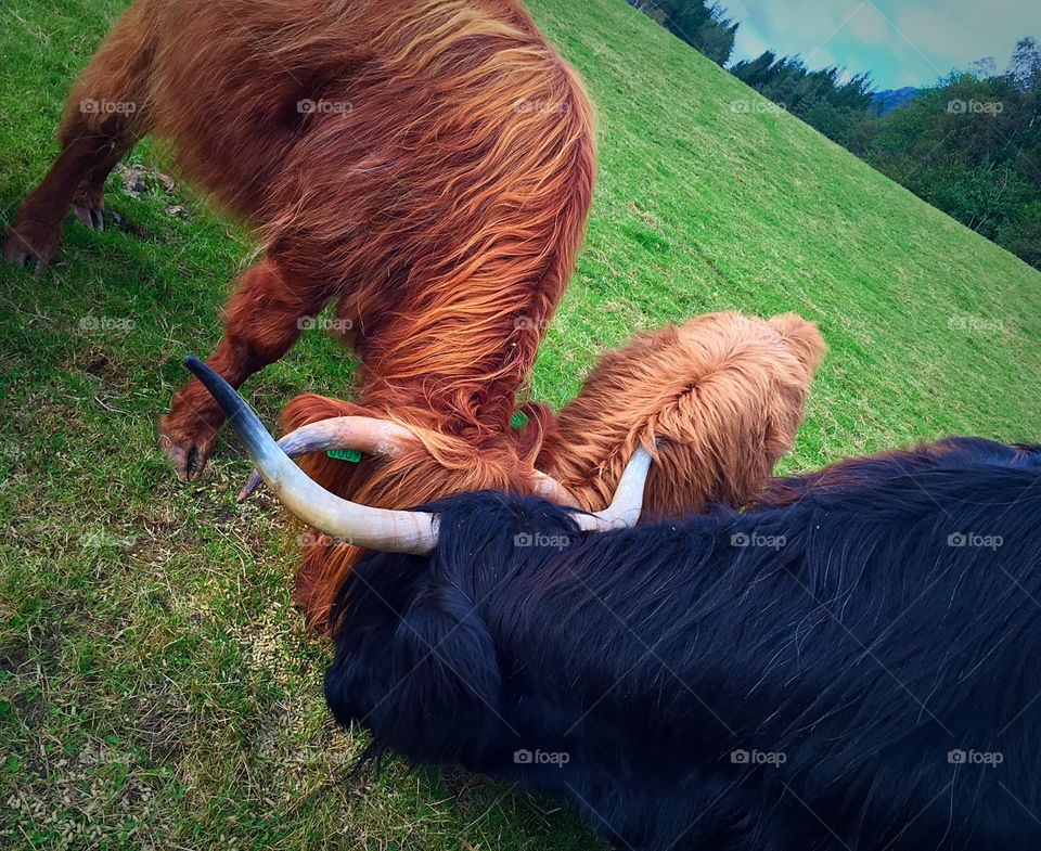 Furry Cows. Scottish Highland Cows