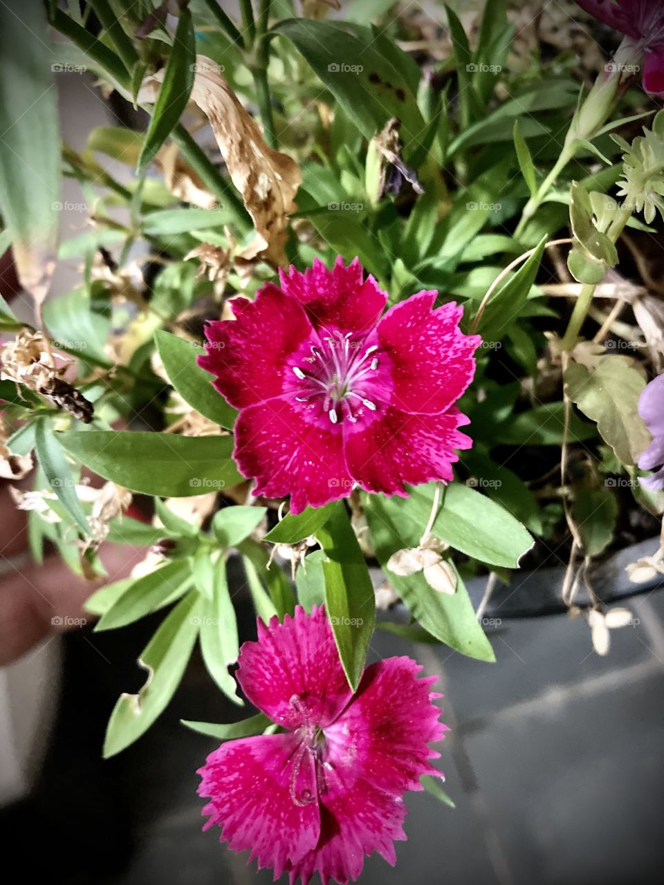 🌹 🇺🇸 Very beautiful flowers to brighten our day.  Live nature and its beauty. Did you like the delicate petals? / 🇧🇷 Flores muito bonitas para alegrar nosso dia. Viva a natureza e sua beleza. Gostaram das pétalas delicadas? 