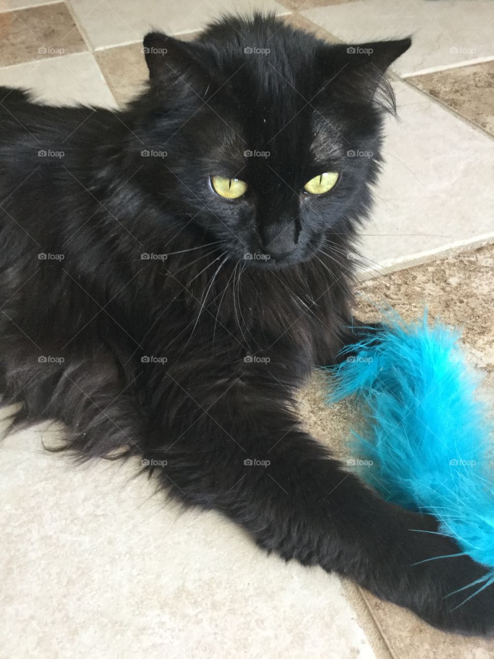 This beautiful cat loves to play with her feather toy. it's very wonderful to catch that moment. Because sometimes it's hard to get that exact moment.