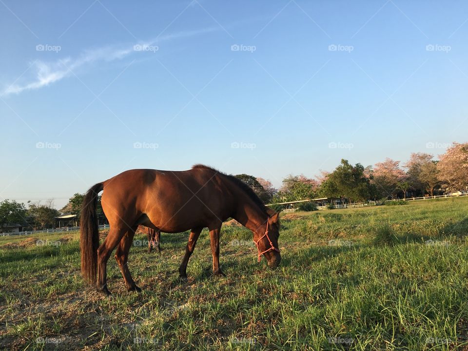 Horse  at the grass field 