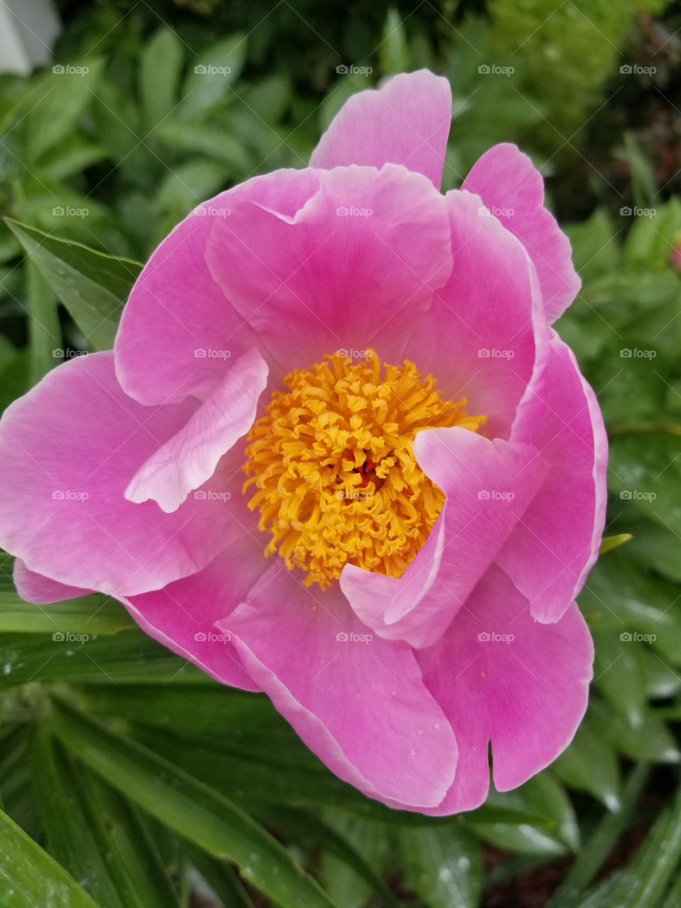 Beautiful Peonies