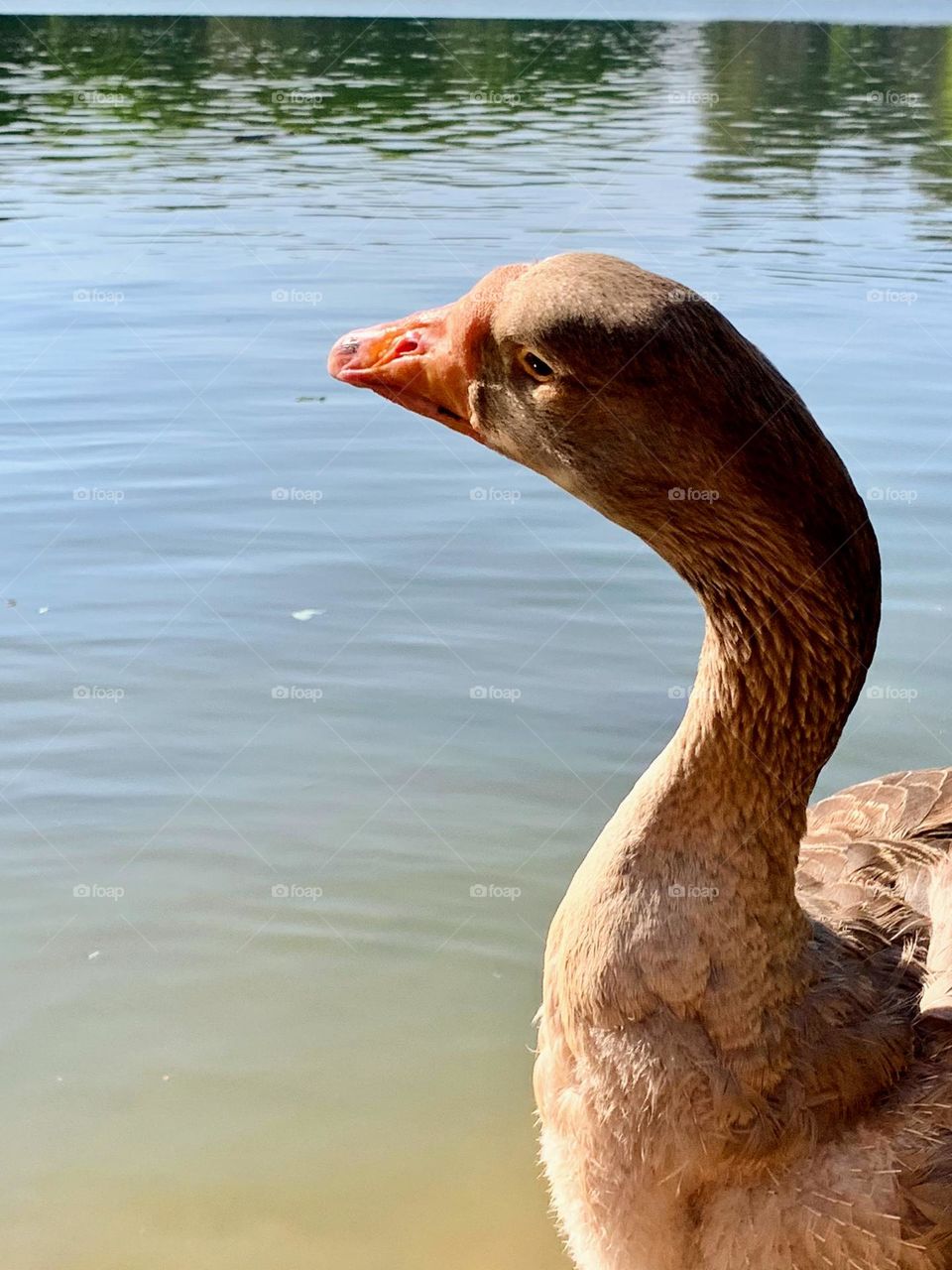 Close-up of a duck on the edge of the lake