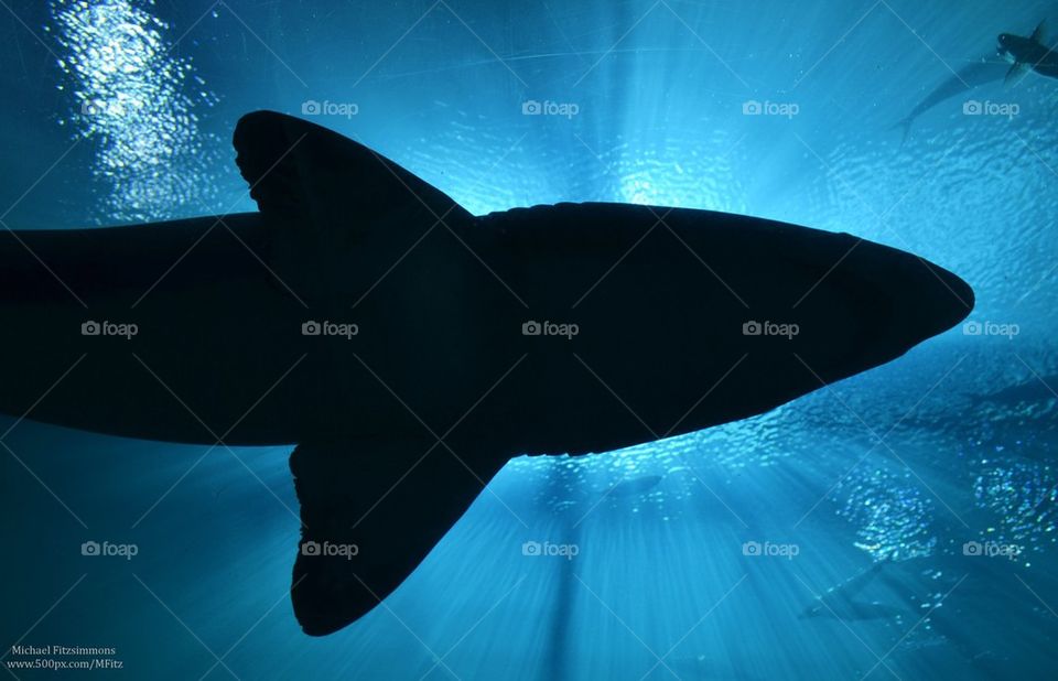 Shark silhouette