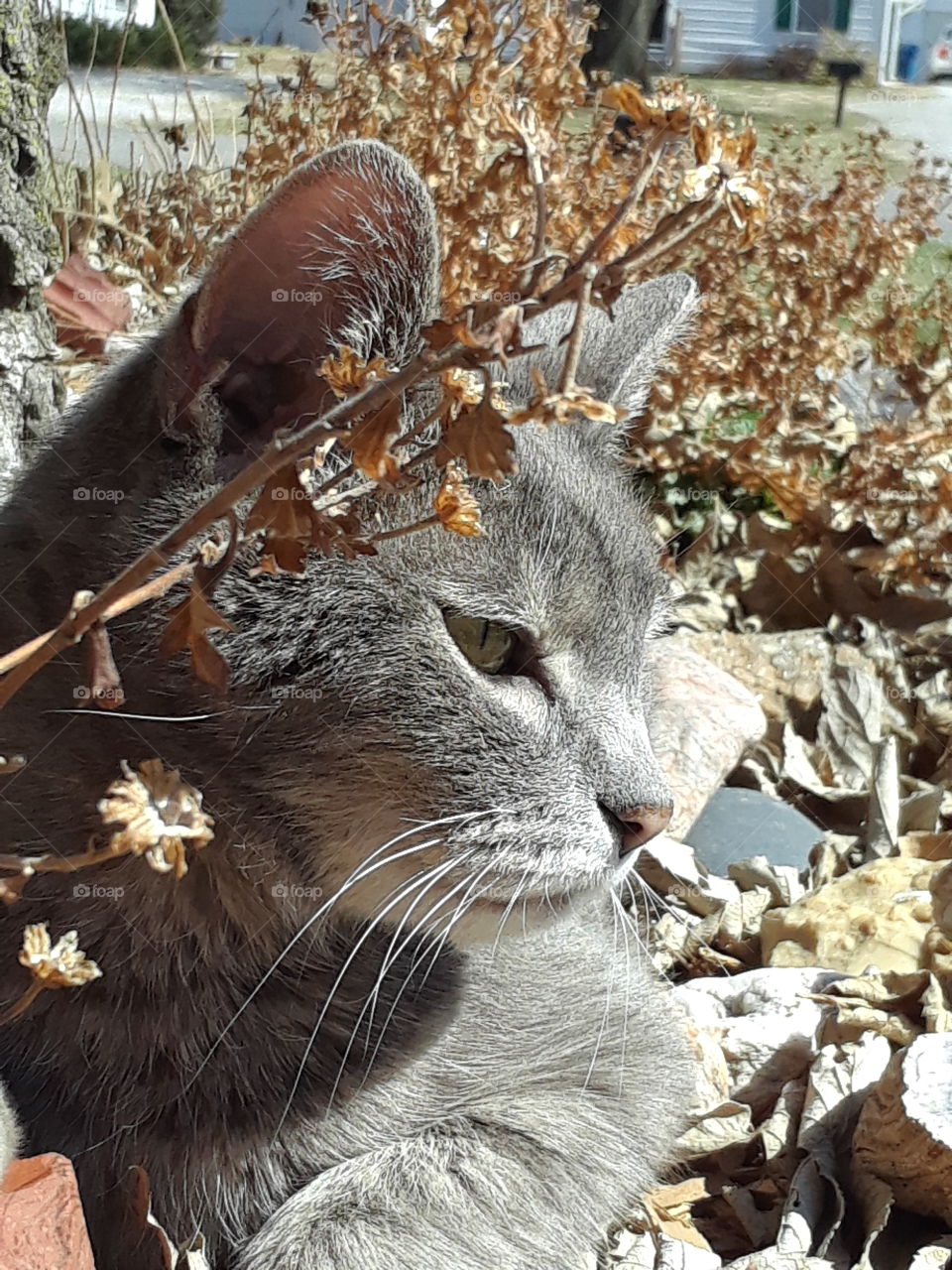 Senior Gray Tabby Cat in the Sunshine